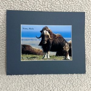 𝅺wildlife Animal picture- Nome, Alaska.